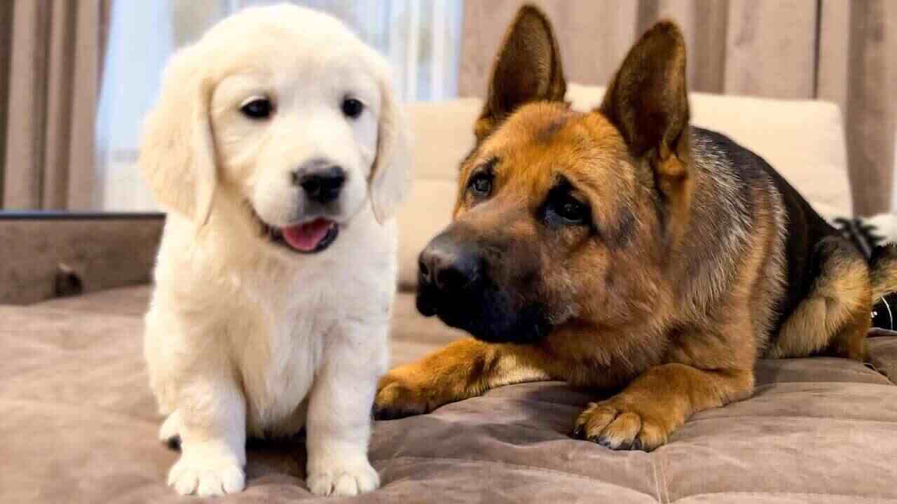 german shepherd vs golden retriever