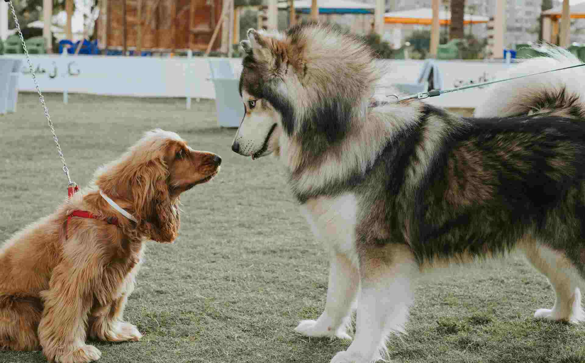 toy breed large breed