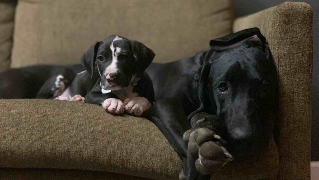 Growth Stages for Large Breed Puppies