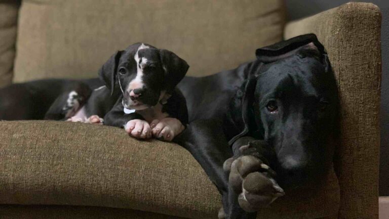 Growth Stages for Large Breed Puppies