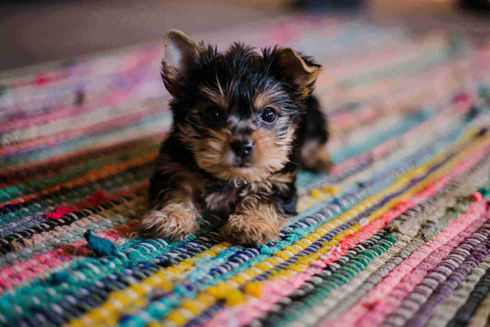 puppy
