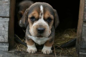 Factors That Affect a Puppy’s Adult Size