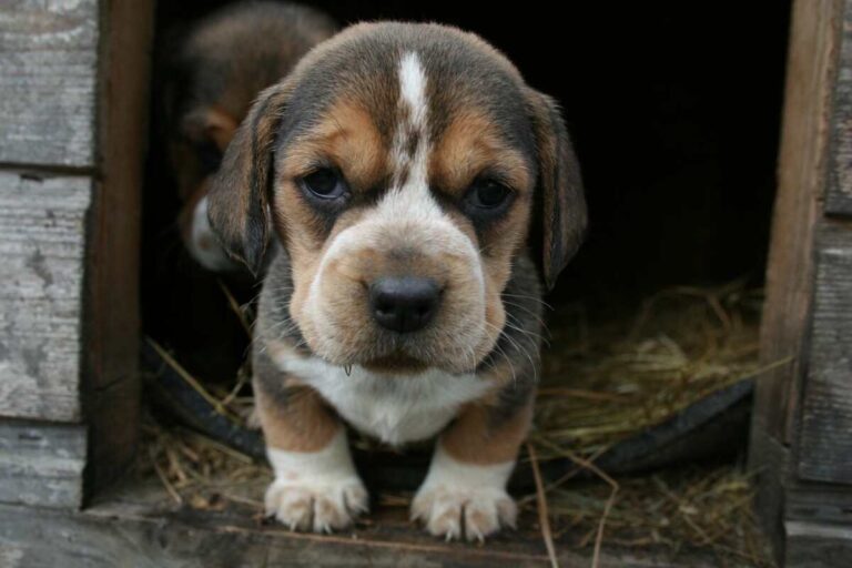 Factors That Affect a Puppy’s Adult Size
