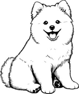 American Eskimo Dog