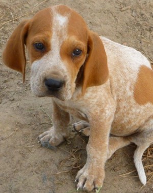 American English Coonhound