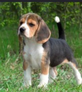 American Foxhound