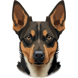 Australian Kelpie