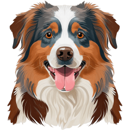 Australian Shepherd