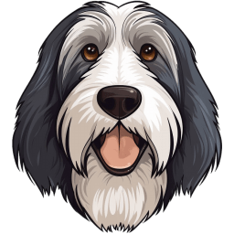 Bearded Collie