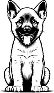 Belgian Malinois
