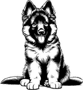 Belgian Tervuren