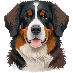 Bernese Mountain Dog