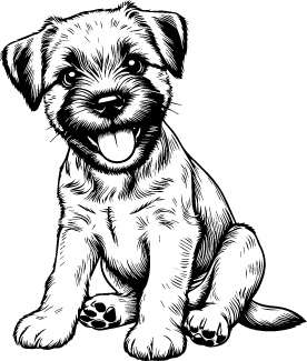 Border Terrier
