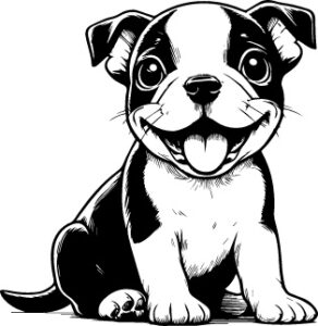 Boston Terrier