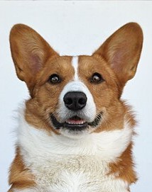 Cardigan Welsh Corgi