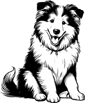 Collie