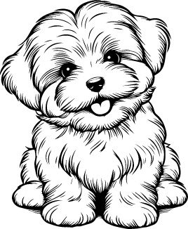 Coton de Tulear