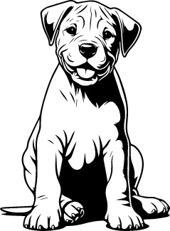 Dogo Argentino