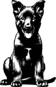 Dutch Shepherd