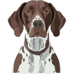 German Shorthaired Pointer