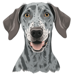 Greyhound