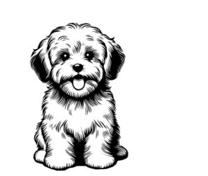 Havanese