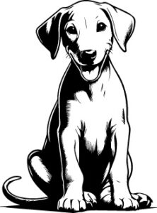 Ibizan Hound