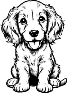 Irish Setter
