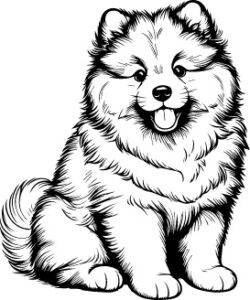 Keeshond