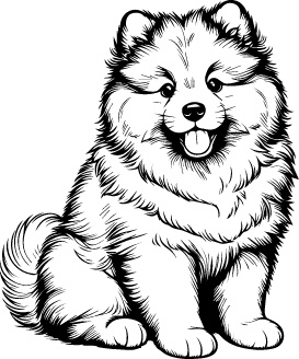 Keeshond
