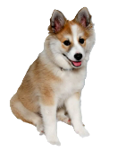 Norwegian Lundehund