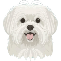 Maltese