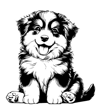 Miniature American Shepherd