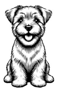 Norfolk Terrier