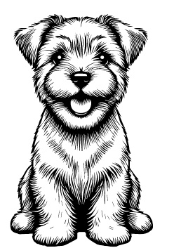 Norfolk Terrier