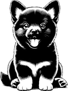 Schipperke