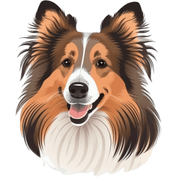 Shetland Sheepdog