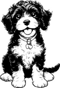 Spanish Water Dog
