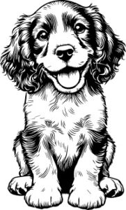 Sussex Spaniel