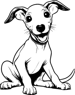 Whippet