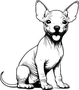 Xoloitzcuintli