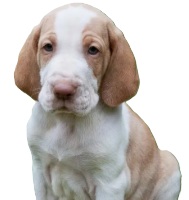 Bracco Italiano