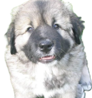 Caucasian Shepherd