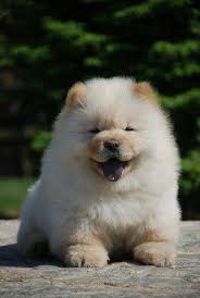 Chow Chow