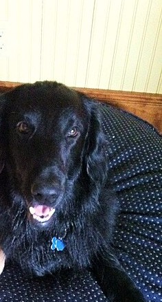 Flat-Coated Retriever