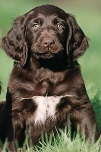 German Longhaired Pointer