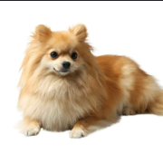 German Spitz