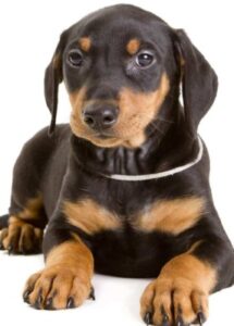 German Pinscher