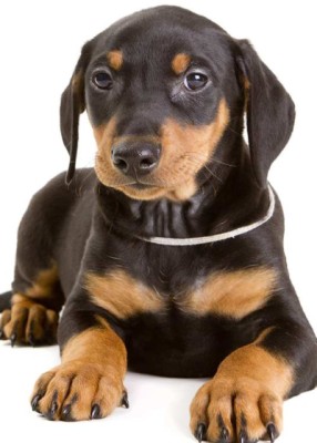 German Pinscher