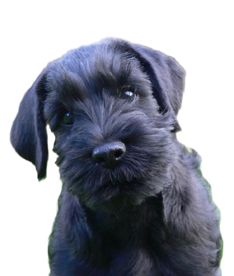 Glen of Imaal Terrier